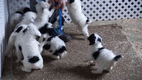 F1b Sheepadoodle For Sale Baltic Oh Youtube