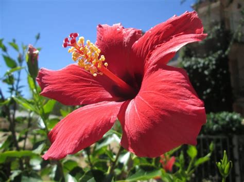 Red Gumamela Flower Free Image Peakpx