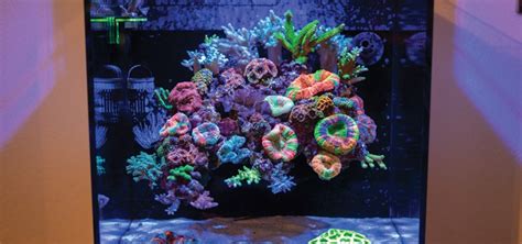 How To Build A Floating Reef Aquascape Tropical Fish Hobbyist Magazine