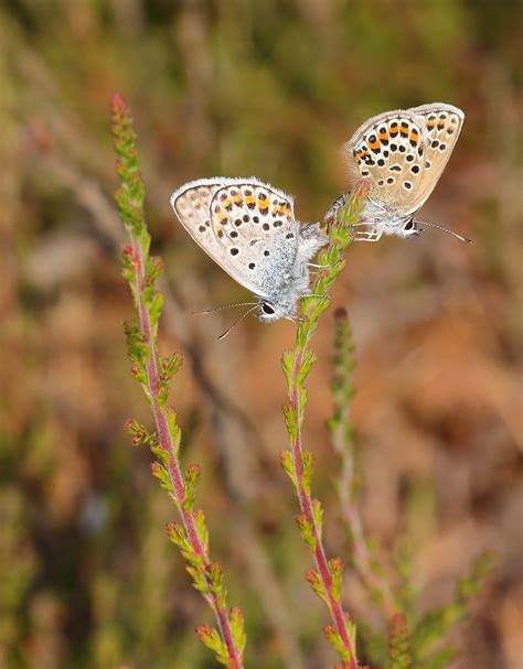 Silver Studded Blue Pair Plebejus Argus Seen At Prees H Flickr