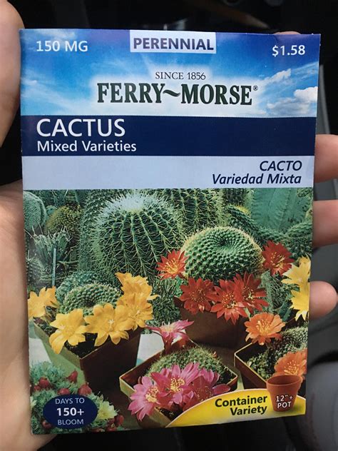 But none of them can compare to a coral succulent. Interesting find at home depot : cactus