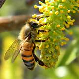 Wasp Vs Bee Photos