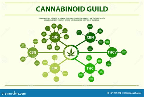 Cannabinoid Guide Horizontal Infographic Stock Vector Illustration Of