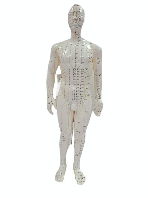 Acupuncture Human Body Model At Rs 1500 Human Body Part Models In