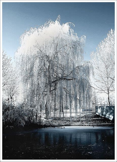 Weeping Willow All Nature Beautiful Pictures Gorgeous Weeping Willow