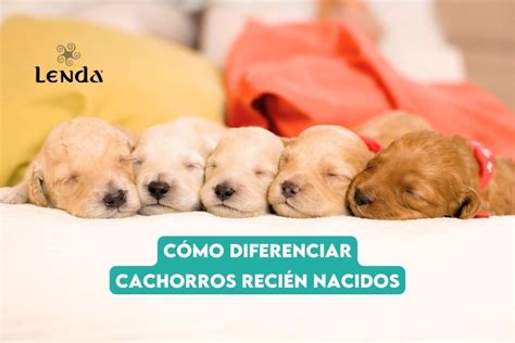 Cachorro Hembra O Macho As Es Como Puedes Diferenciarlos