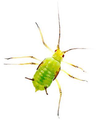Do my own gardening episode 9 four most common tomato pests 3 of 4 people found this article to be helpful. LawnPro | Do It Yourself Pest Control and Lawn Care Products