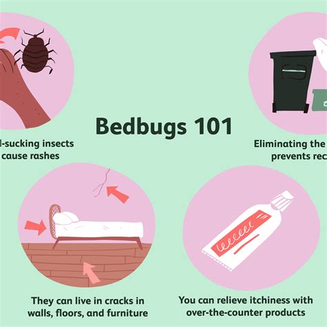 How To Get Rid Of Bed Bug Bites Fast Pest Phobia