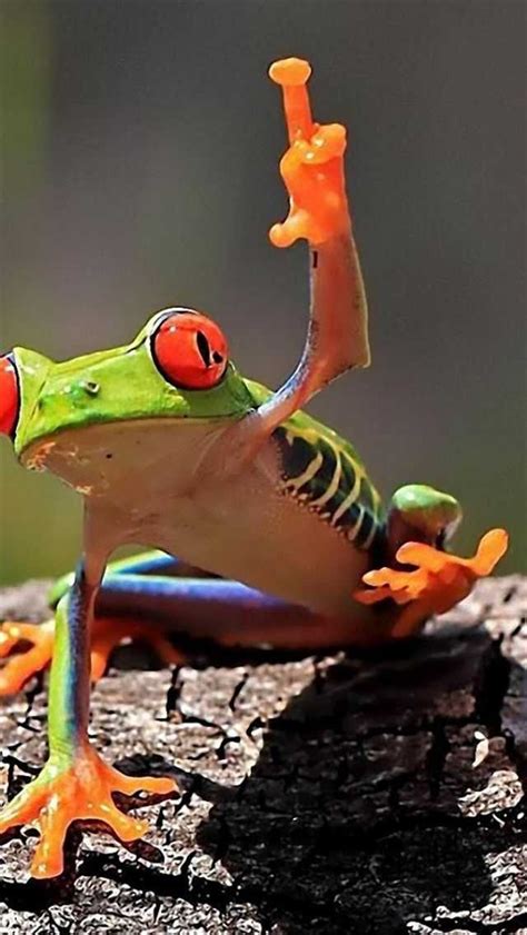 Frog Wallpaper Nawpic