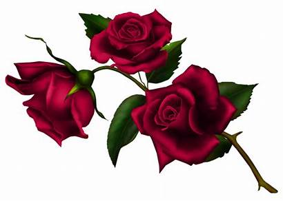 Gothic Rose Clipart Names Transparent Blackrose Masculine