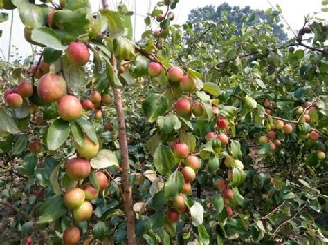 Full Sun Exposure Red Ball Sundari Apple Ber Plant For Fruits At Rs 30plant In North 24 Parganas