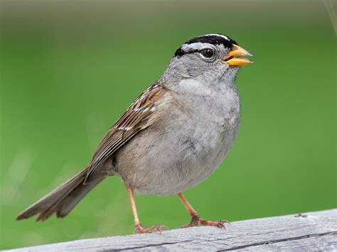 White Crowned Sparrow Ebird