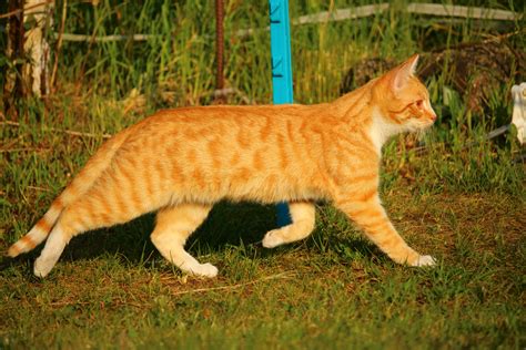 Orange Tabby Cat Free Image Peakpx