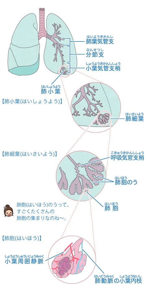 原作：浅名ゆうな / 漫画：斯波浅人 / キャラクター原案：花ヶ田 キーワード: ベスト小 6 理科 人の体のつくり 図 - 子供のための最高のぬりえ