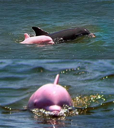 Beautiful And Rare Pink Bottlenose Dolphin Animais Marinhos Animais