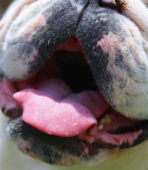 Mouth Ulcers In Dogs With Kidney Failure Dog Discoveries