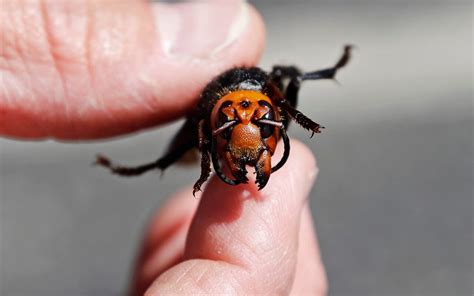 Asian Hornets How To Spot The Garden Predator That Threatens To Destroy Britain S Bees The