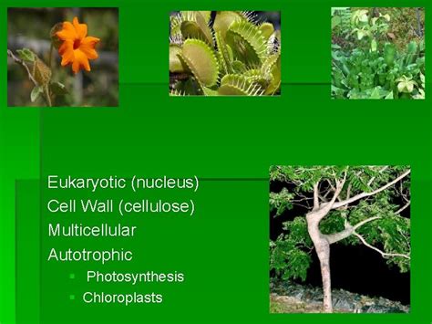 Eukaryotic Nucleus Cell Wall Cellulose Multicellular Autotrophic