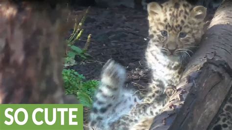 Rare Amur Leopard Cubs Dazzle Zoo Spectators Youtube
