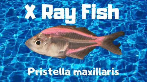 X Ray Fish What Are X Ray Tetra Fish