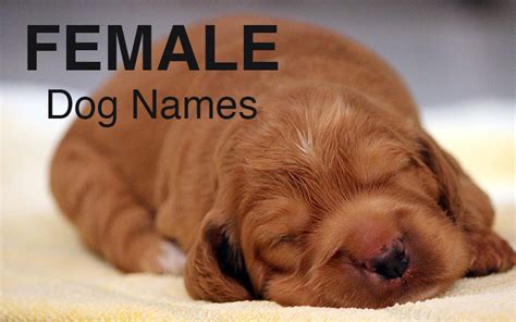 Dog Names Great Ideas For Naming Your Puppy The Happy Puppy Site