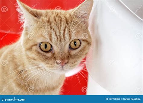A Big Brown Cat Frightened Looks Something Stock Photo Image Of