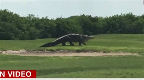 Gigantic Gator Spotted On Golf Course Cnn Video