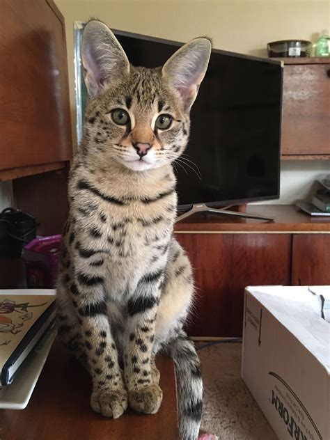 F3 Savannah Cat For Sale Near Me - catsbh