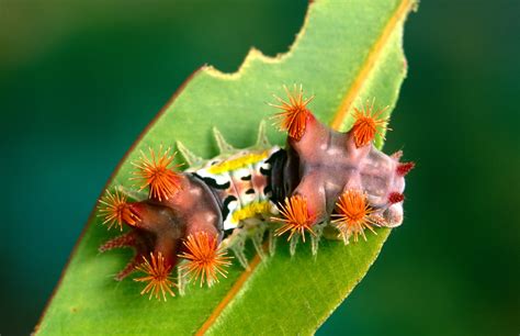 Meet The Venomous Mottled Cup Moth Caterpillar Australian Geographic