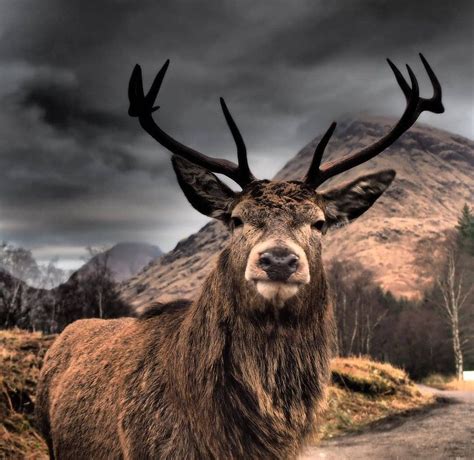 Your Pictures Of Scotland 4 January 11 January Scottish Animals