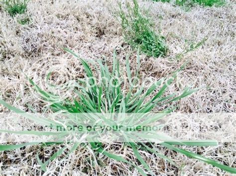 Texas Lawn Weed Identification Chart