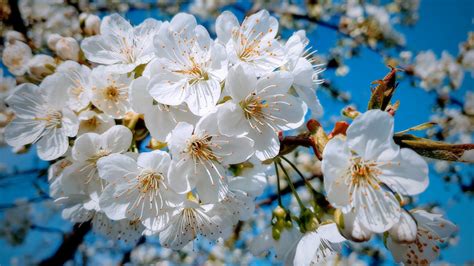 Download 1920x1080 Wallpaper White Close Up Cherry Tree Spring