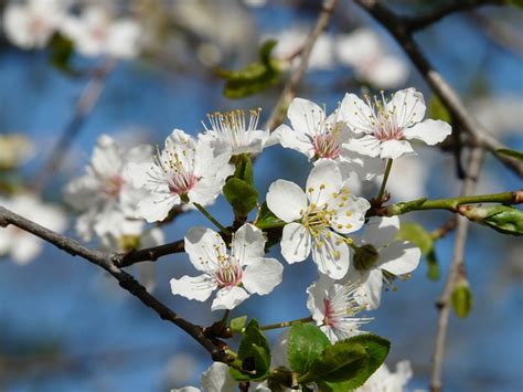 Top 22 How To Plant A Plum Tree