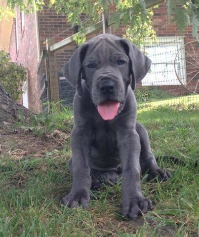 They do not bark much, but make great watchdogs. AKC EURO Blue Great Dane Puppies for Sale in Georgetown ...