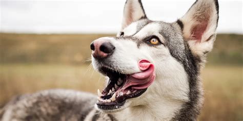 Understanding Serrated Lips In Dogs Dogs Info Blog