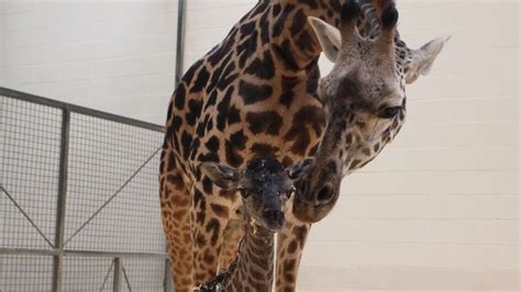 Watch Baby Giraffe Tries To Walk At Cincy Zoo