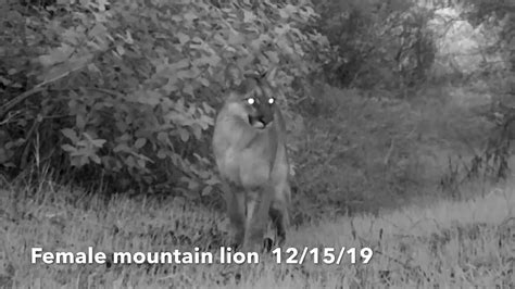 Mountain Lions Communicating On The Trail Youtube