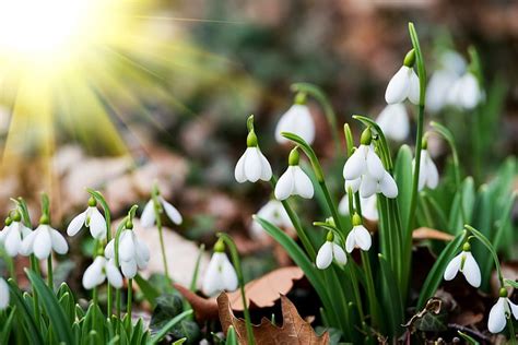 1920x1080px 1080p Free Download Spring Flowers Early Snowdrop Sun