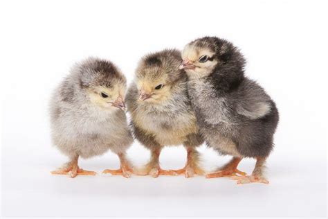 Brahma Day Old Chicks Chicks Per Carton Afrimash Com Nigeria