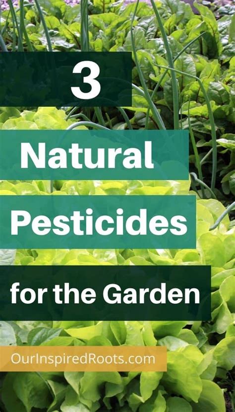 3 Natural Pesticides For The Garden Our Inspired Roots
