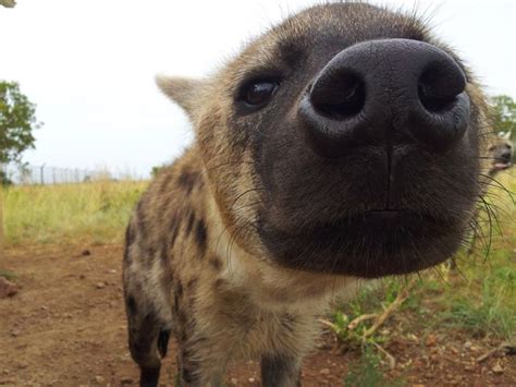 Changing My Main Sona To A Hyena So Looking To Improve My Canine Heads