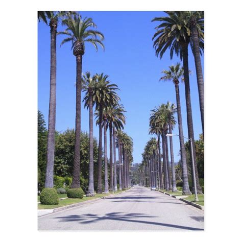 Palm Trees On A Street In Los Angeles Postcard Zazzle Palm Trees