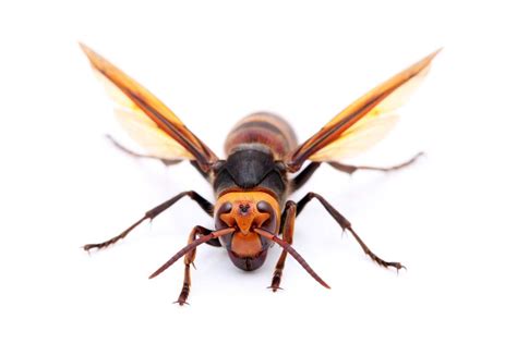 Check spelling or type a new query. ASIAN GIANT HORNET FACTS | CRITTERFACTS