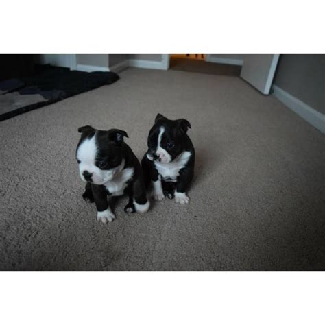 They are inoculated, dewormed and chipped, having a pedigree and an international passport. 4 Males Boston Terrier puppies for sale in Canton, Michigan - Puppies for Sale Near Me