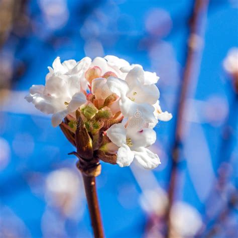 I fiori bianchi simboleggiano da sempre la purezza: Fiori Bianchi Nell'orario Invernale Fotografia Stock ...