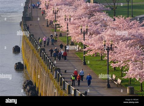 Waterfront Walkway With Decorative Cherry Trees From Steele Bridge Tom