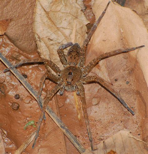 Big Wood Spider Dsc2232ce While Looking Under Rocks For Flickr
