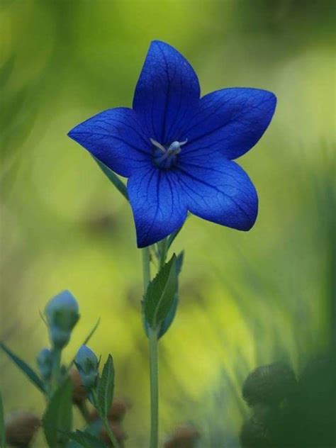 Types Of Blue Flowers Design Talk