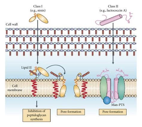 Mechanism Of Action Of Bacteriocins On Gram Positive Bacteria Download Scientific Diagram