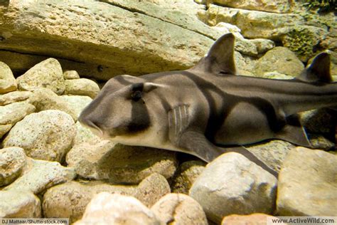 Types Of Sharks Shark Species List With Pictures Facts Golden